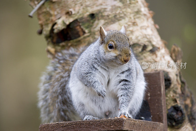 灰松鼠(Sciurus carolinensis)